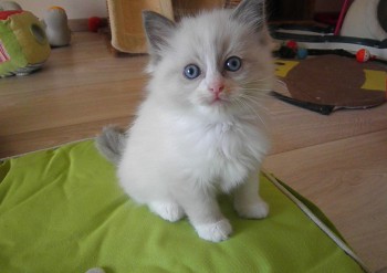 femelle blue bicolour - 5 semaines - Chatterie Ragdolls du Val de Beauvoir